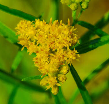 Image of flat-top goldentop