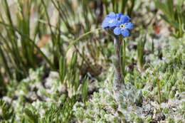 Imagem de Eritrichium nanum (L.) Gaudin