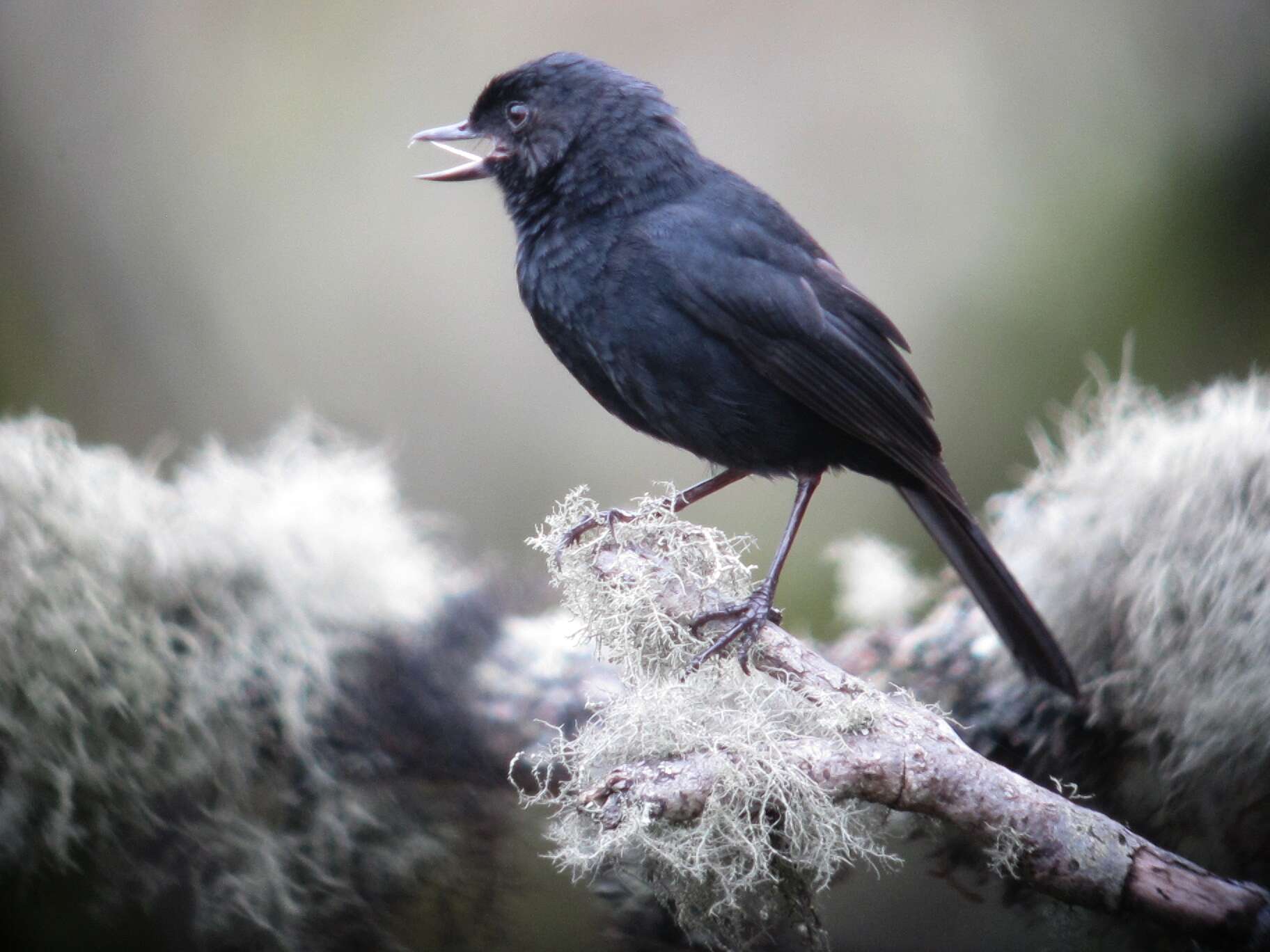 Image of Black Flower-piercer