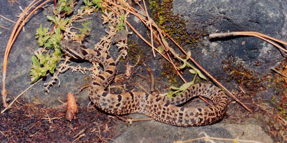 Crotalus lepidus (Kennicott 1861) resmi