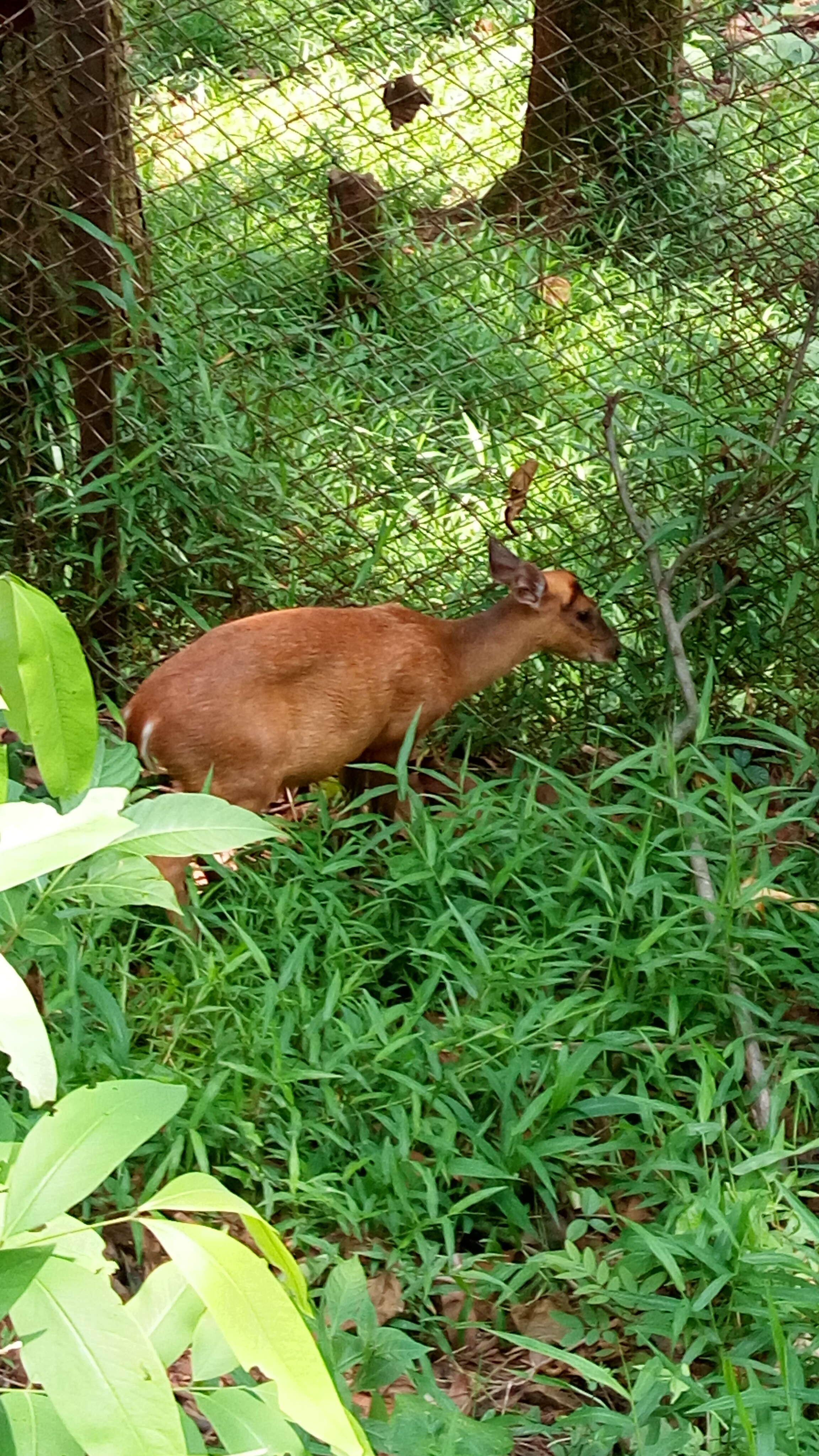 Image of Barking Deer