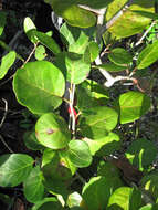 Image of White Mangroves