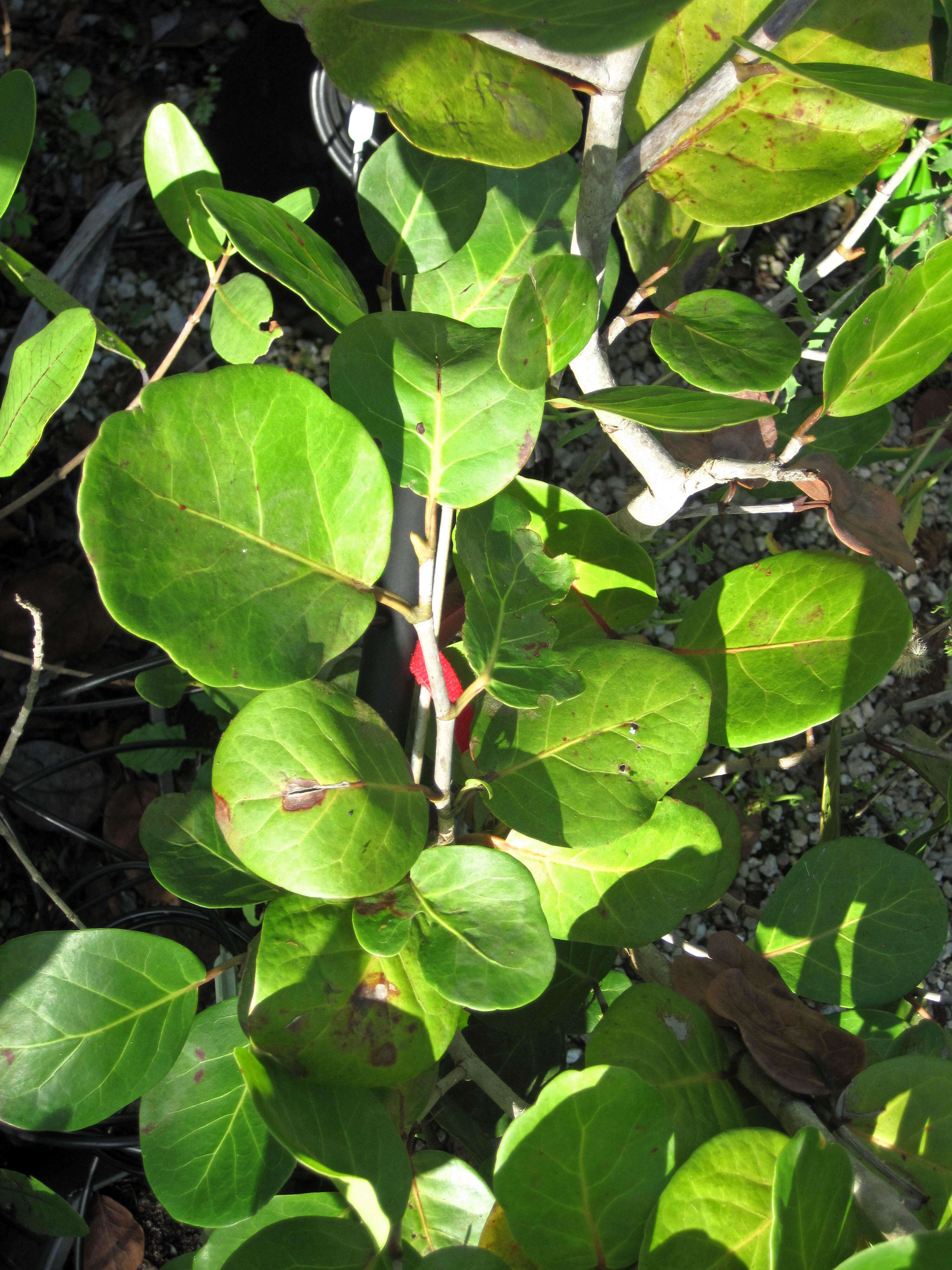 Image of White Mangroves