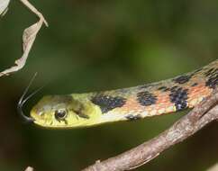 Image de Rhabdophis tigrinus (F. Boie 1826)