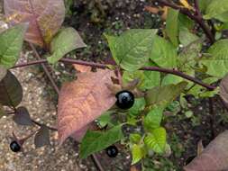 Image of Deadly Nightshade