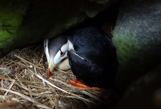 Image of Horned Puffin