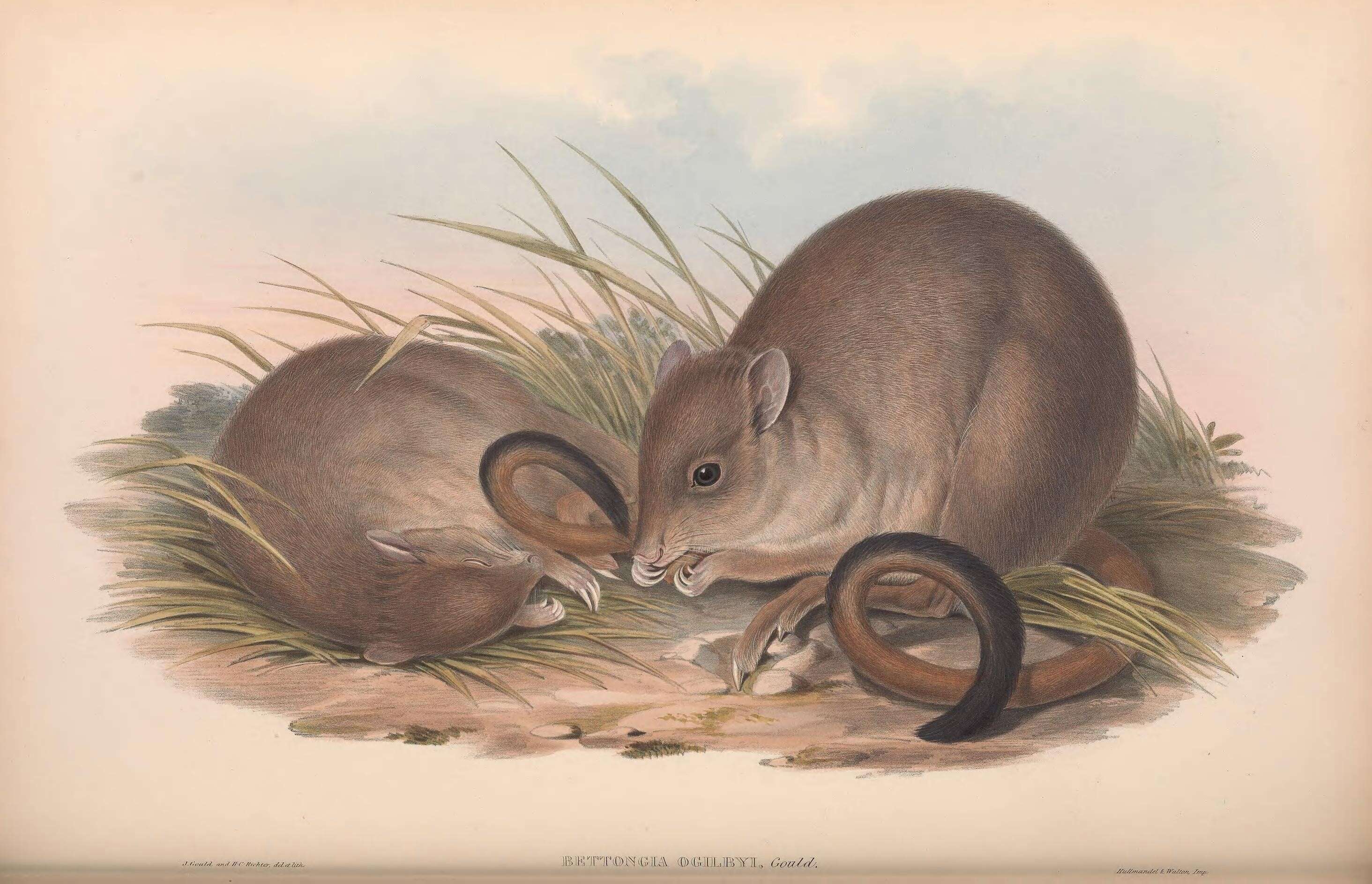 Image of Brush-tailed Bettong