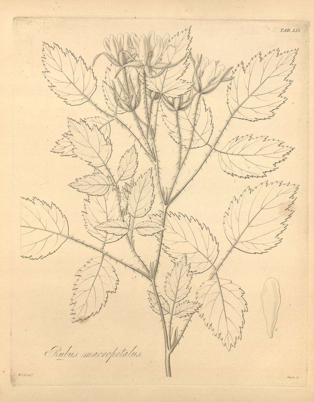 Слика од Rubus ursinus Cham. & Schltdl.