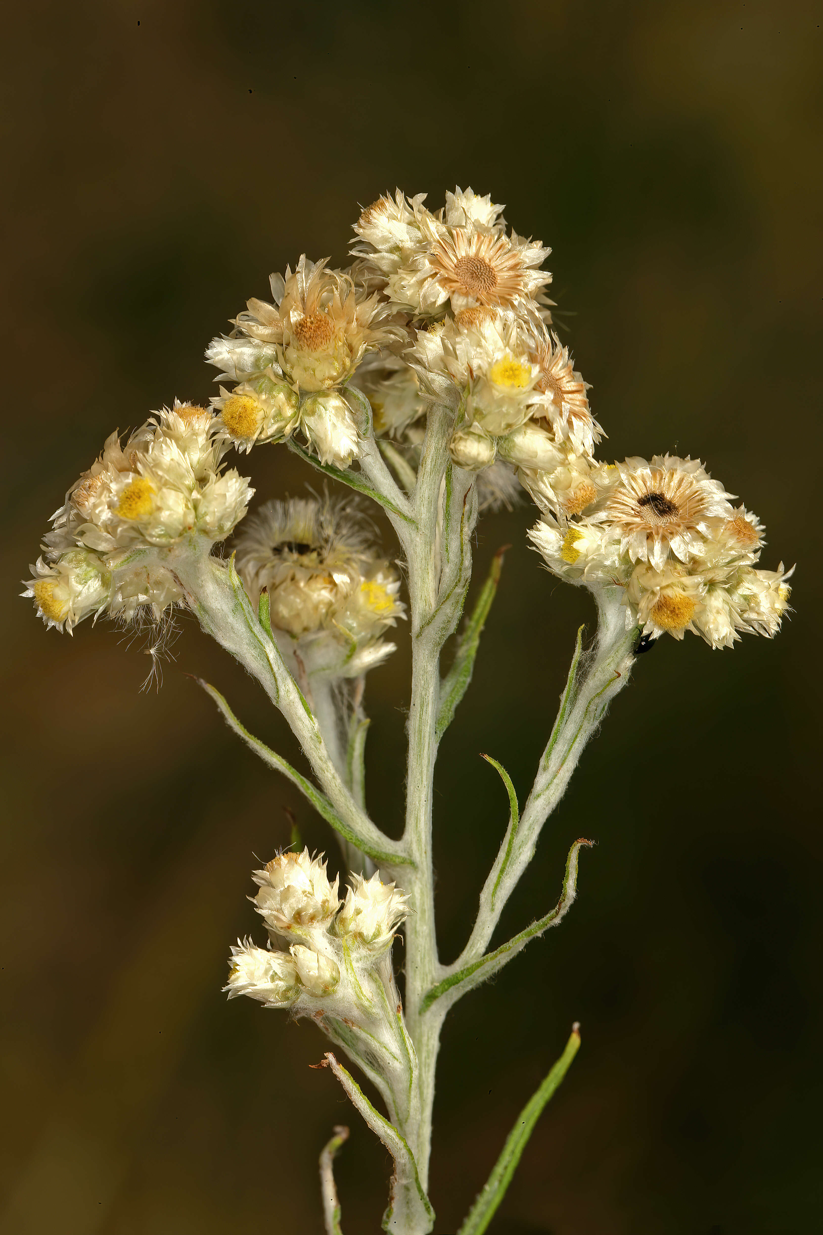 Image of Jersey cudweed