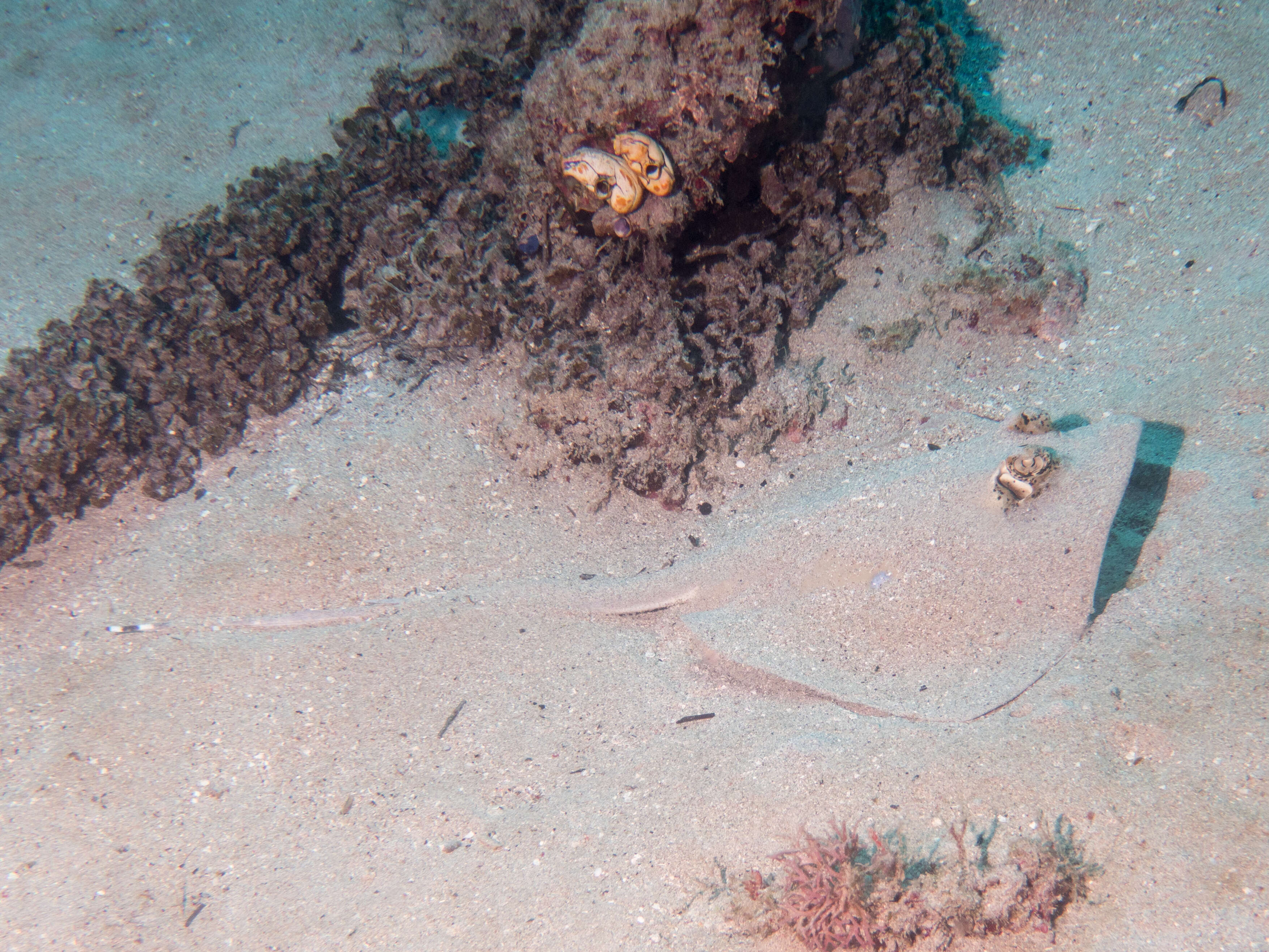 Image of Bluespotted Maskray