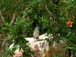 Image of Northern Mockingbird