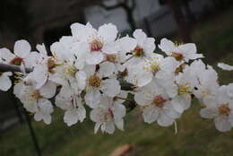 Image of Prunus vachuschtii