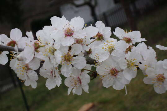 Image of Prunus vachuschtii