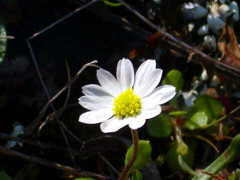 Image of Bellis annua subsp. microcephala (Lange) Nym.