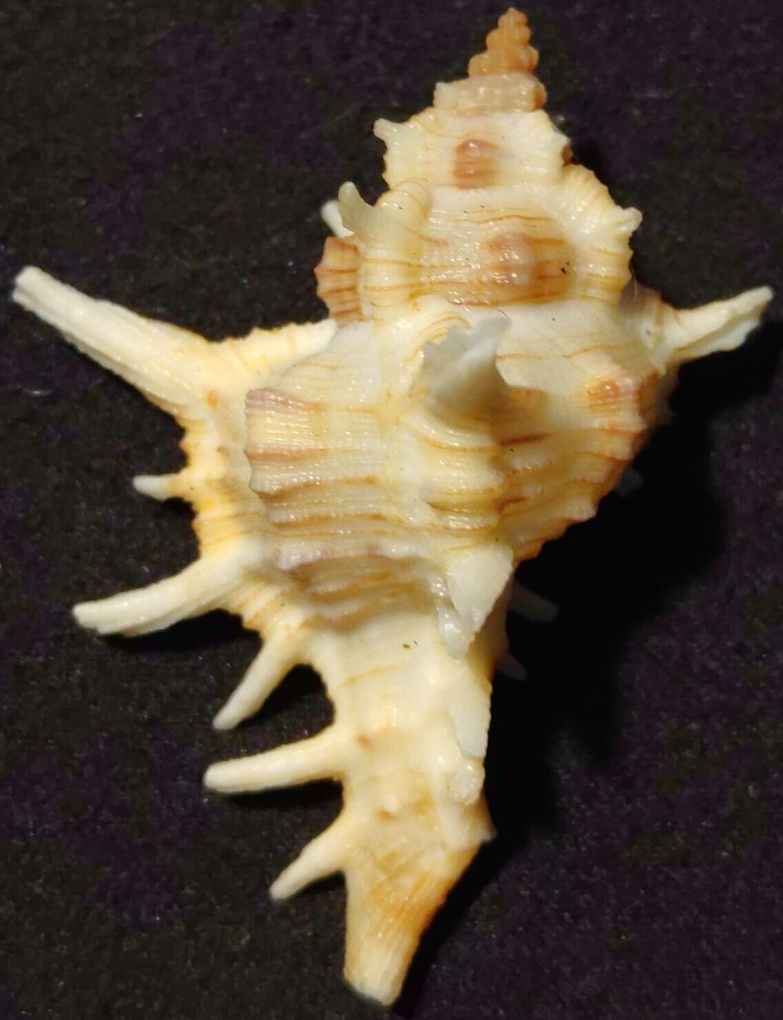 Image of Chicoreus varius (G. B. Sowerby II 1834)