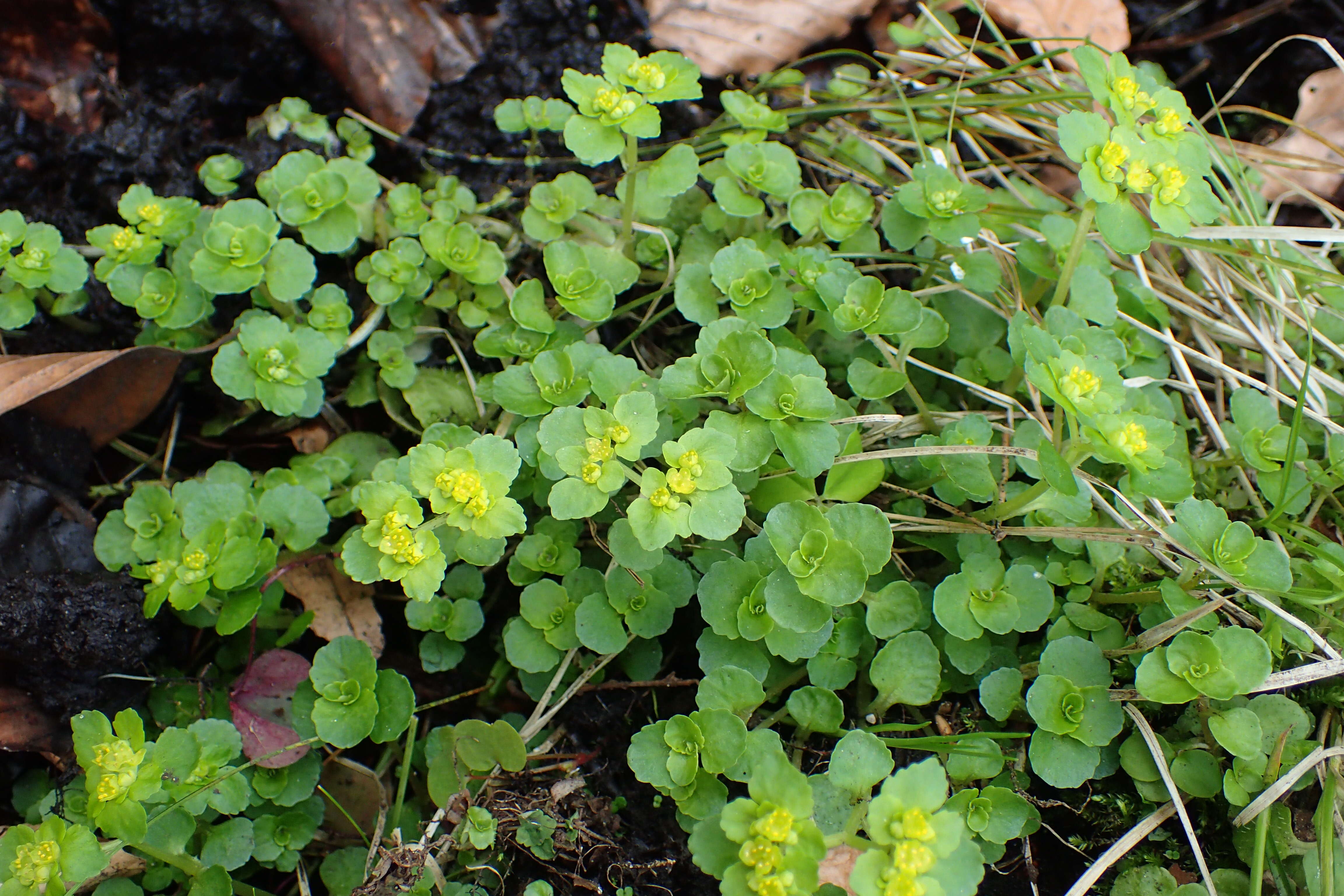 Plancia ëd Chrysosplenium oppositifolium L.