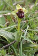 Image of Bumblebee orchid