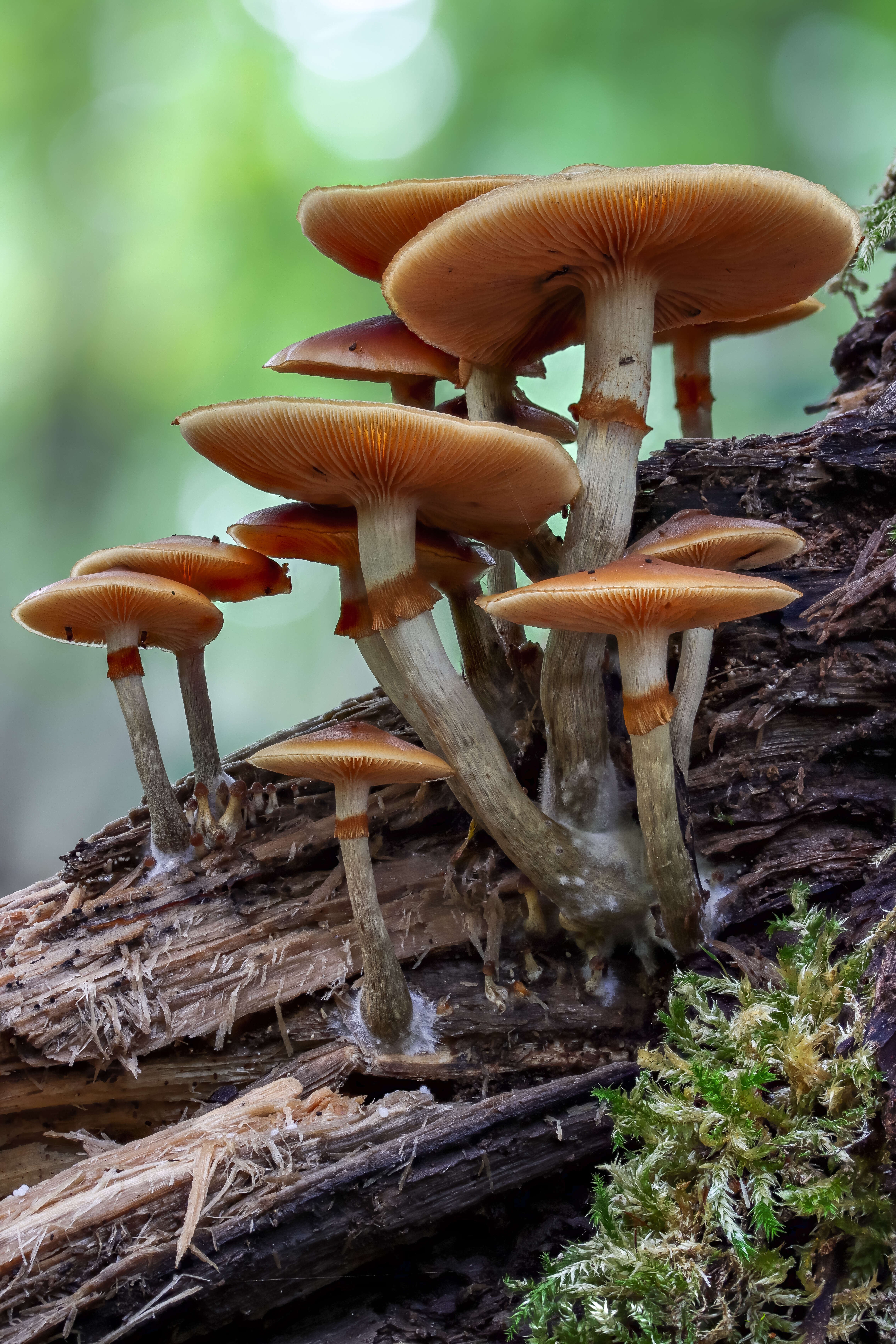 Image of Galerina marginata (Batsch) Kühner 1935