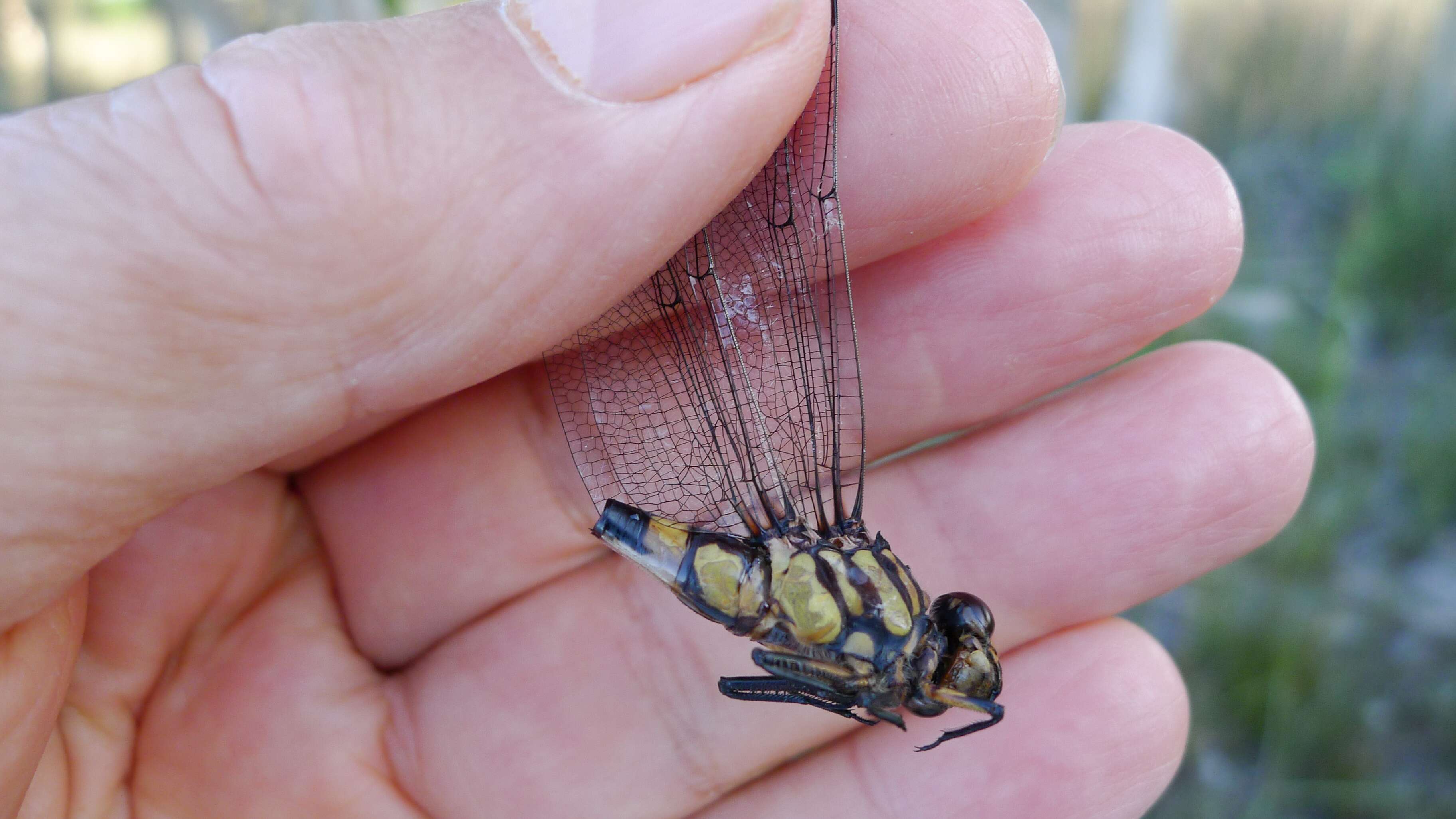 صورة Ictinogomphus australis (Selys 1873)