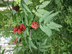 Imagem de Sambucus racemosa L.