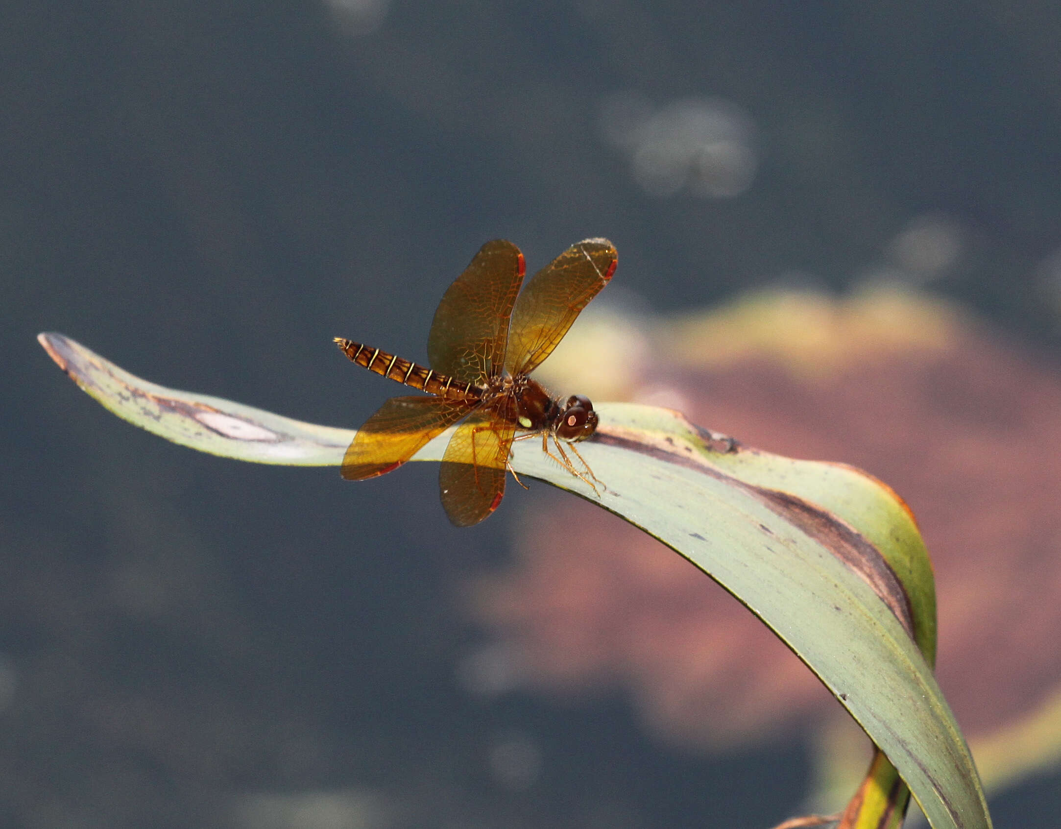 Image of Eastern Amberwing