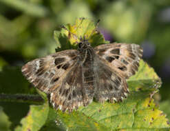 Image of Mallow Skipper