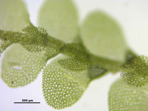 Image of Lejeunea cavifolia (Ehrh.) Lindb.