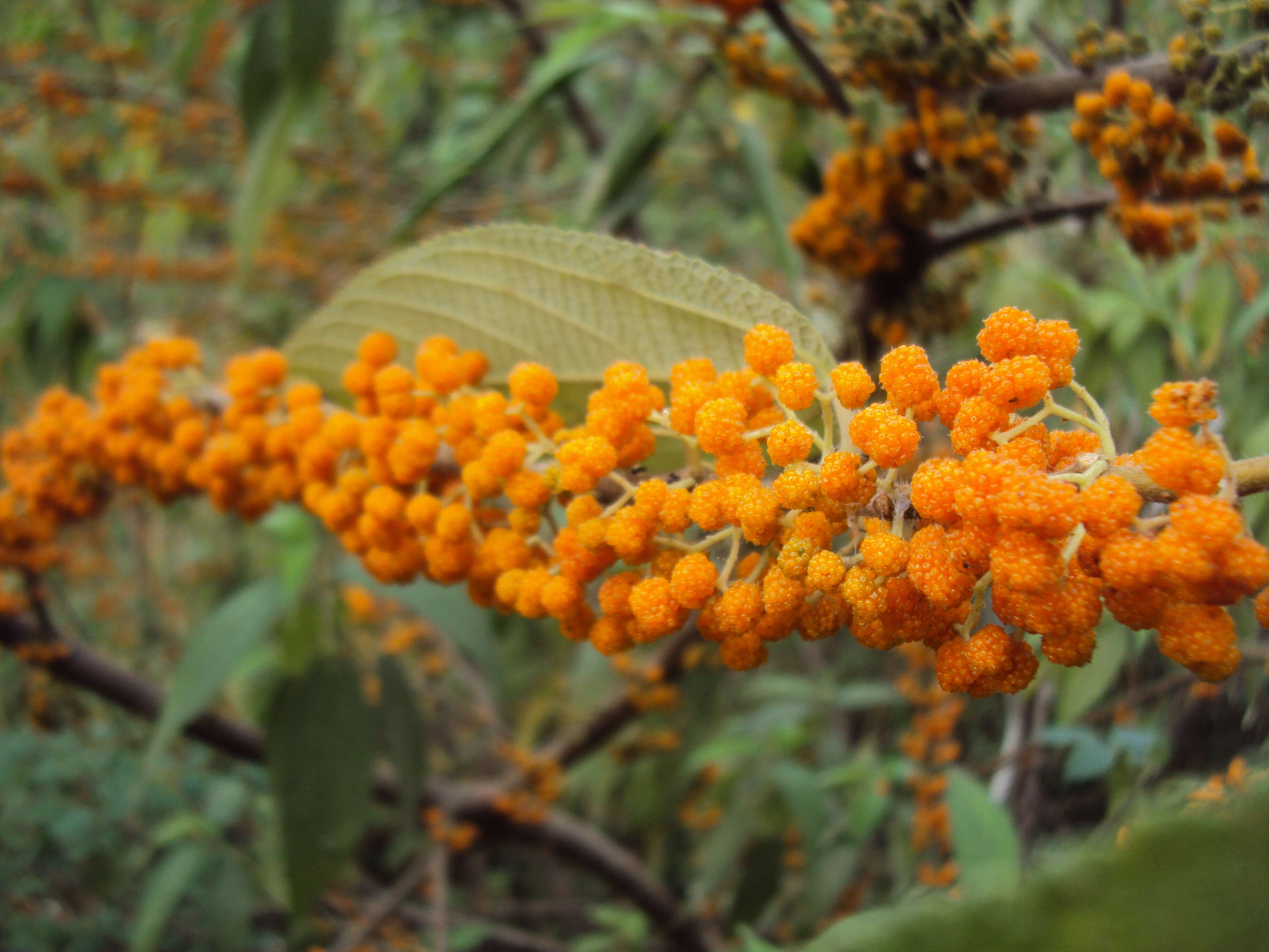 Imagem de Debregeasia longifolia (Burm. fil.) Wedd.