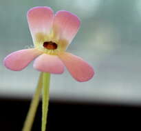 Imagem de Pinguicula esseriana B. Kirchner