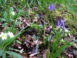 Image of Common Bluebell