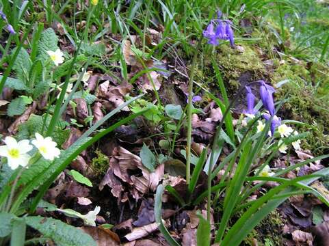 Image de jacinthe des bois