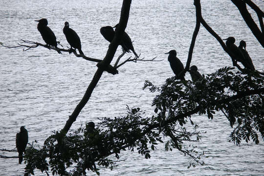 Image of Indian Cormorant