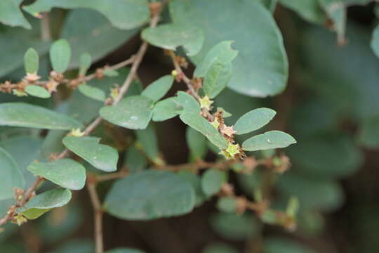 Image of Bridelia stipularis (L.) Blume