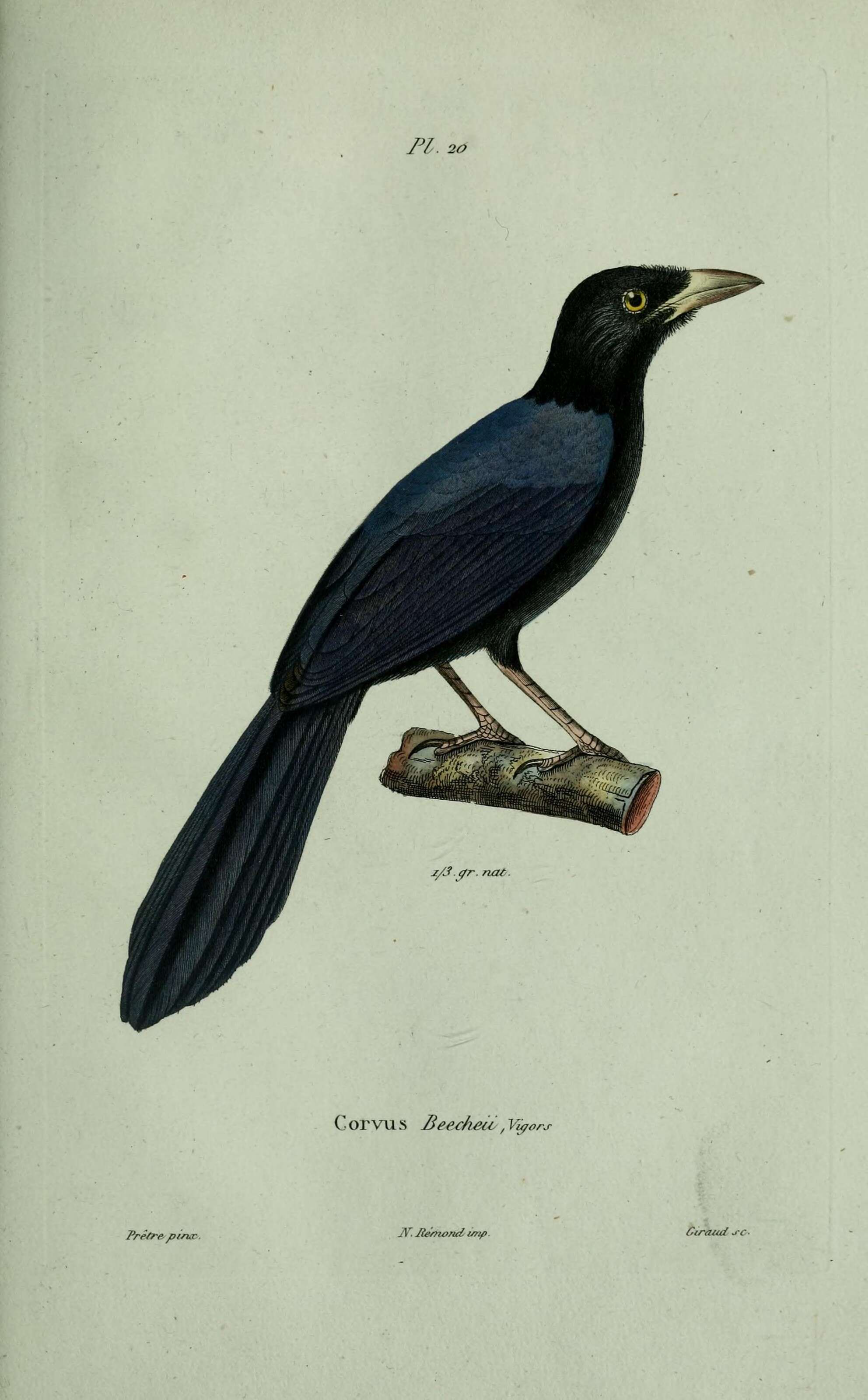 Image of Purplish-backed Jay