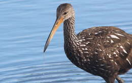 Image of limpkins