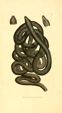 Image of bootlace worm
