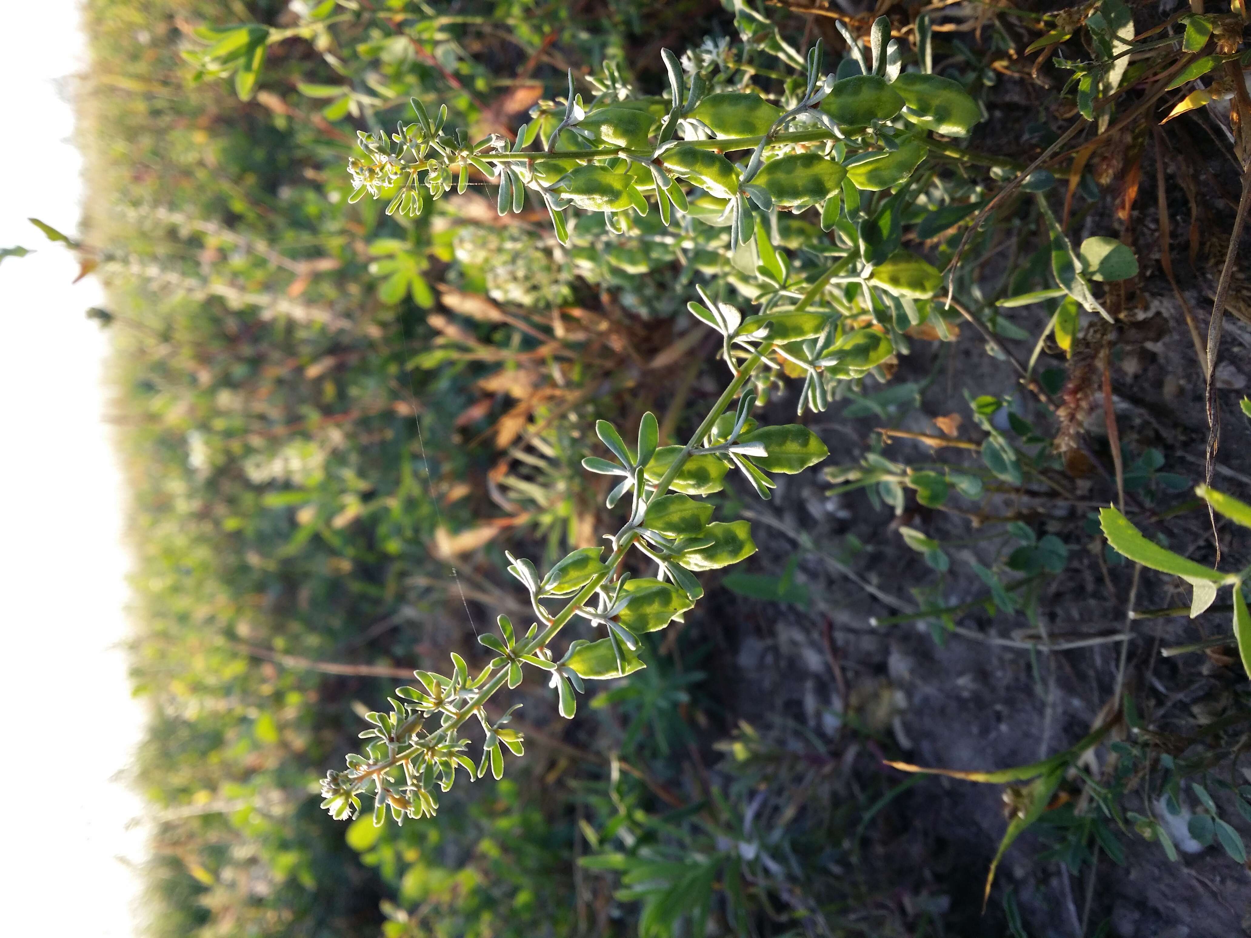 Image of rampion mignonette