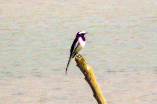 Image of White-browed Wagtail