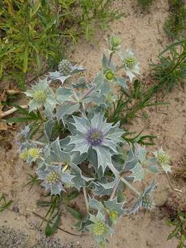 Image of sea-holly