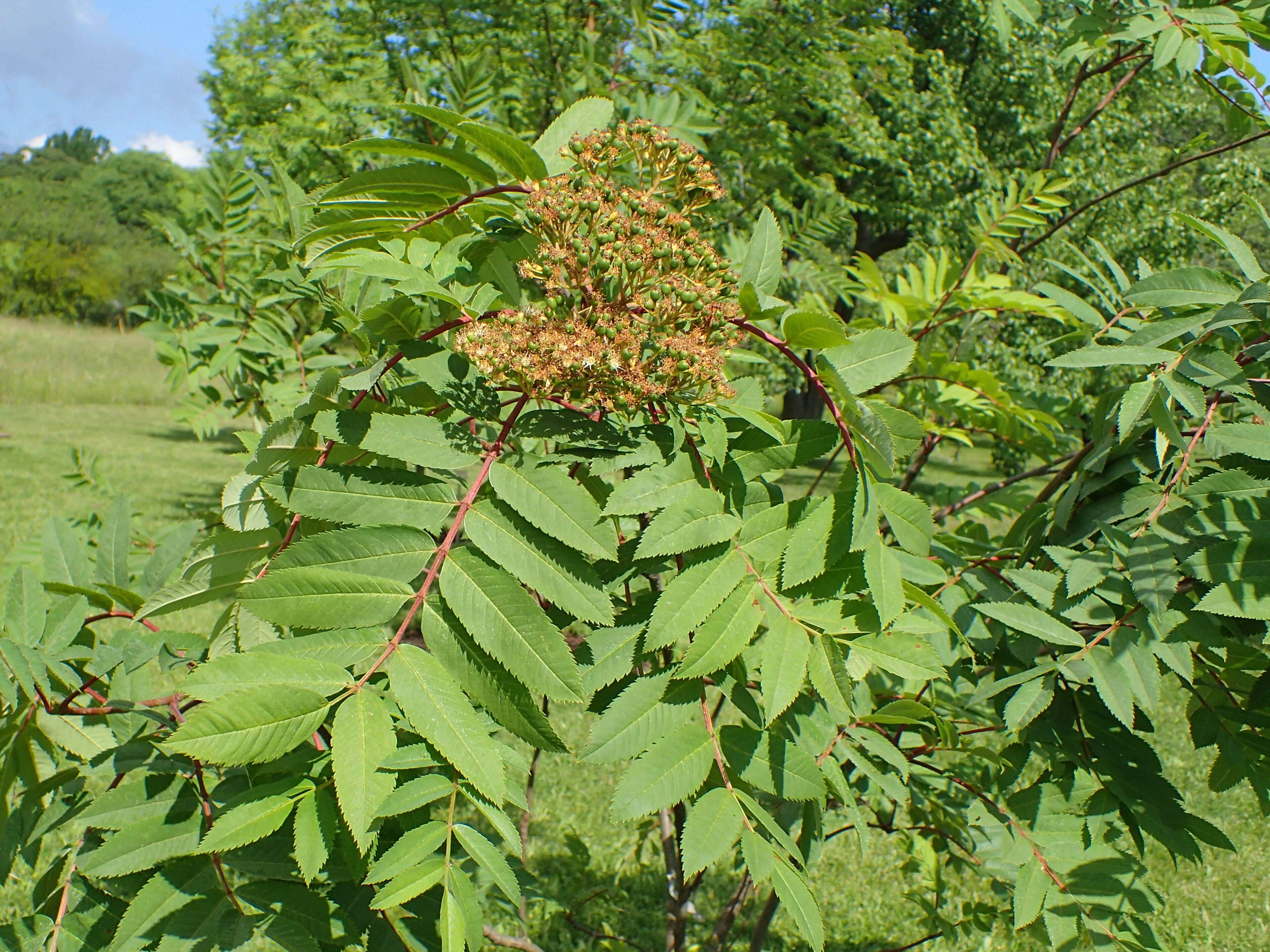 Image of Japanese Rowan