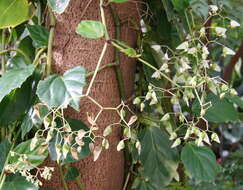 Image of Begonia glabra Aubl.