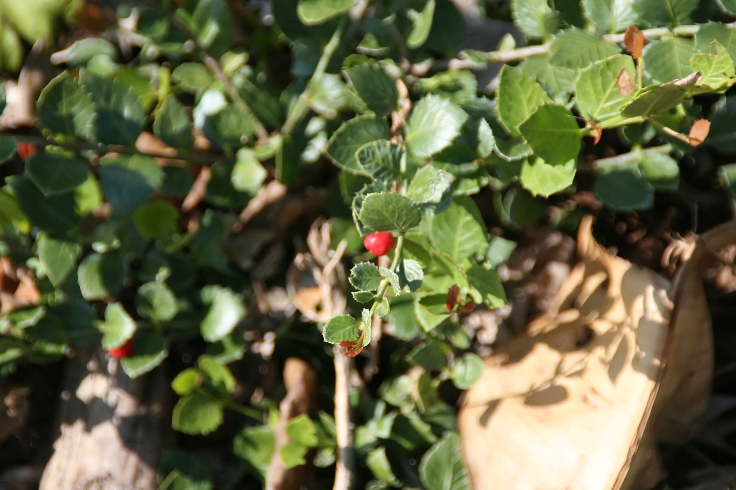 Слика од Crossopetalum ilicifolium (Poir.) Kuntze