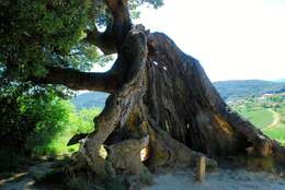 Image of Holm Oak