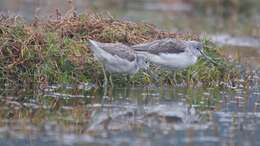 Image of Common Greenshank