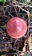 Image of Tricholomopsis rutilans (Schaeff.) Singer 1939