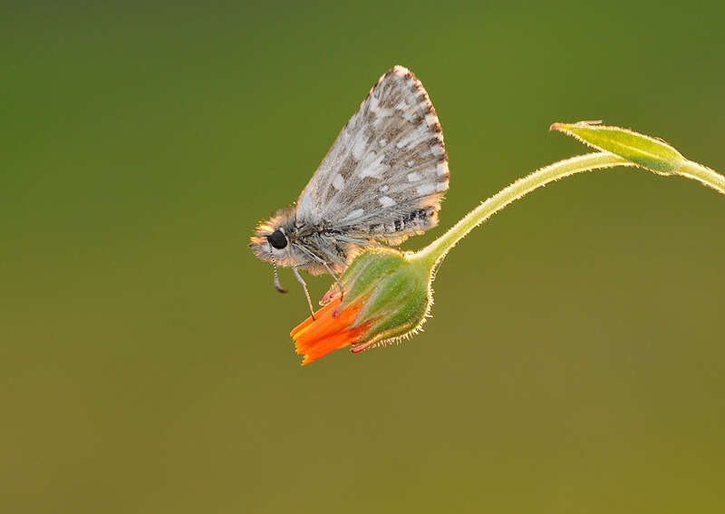 Image of Pyrgus melotis Duponchel 1832