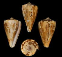 Image de Conus princeps Linnaeus 1758