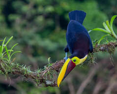 Image of Chestnut-mandibled Toucan