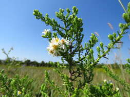 صورة Symphyotrichum ericoides (L.) G. L. Nesom