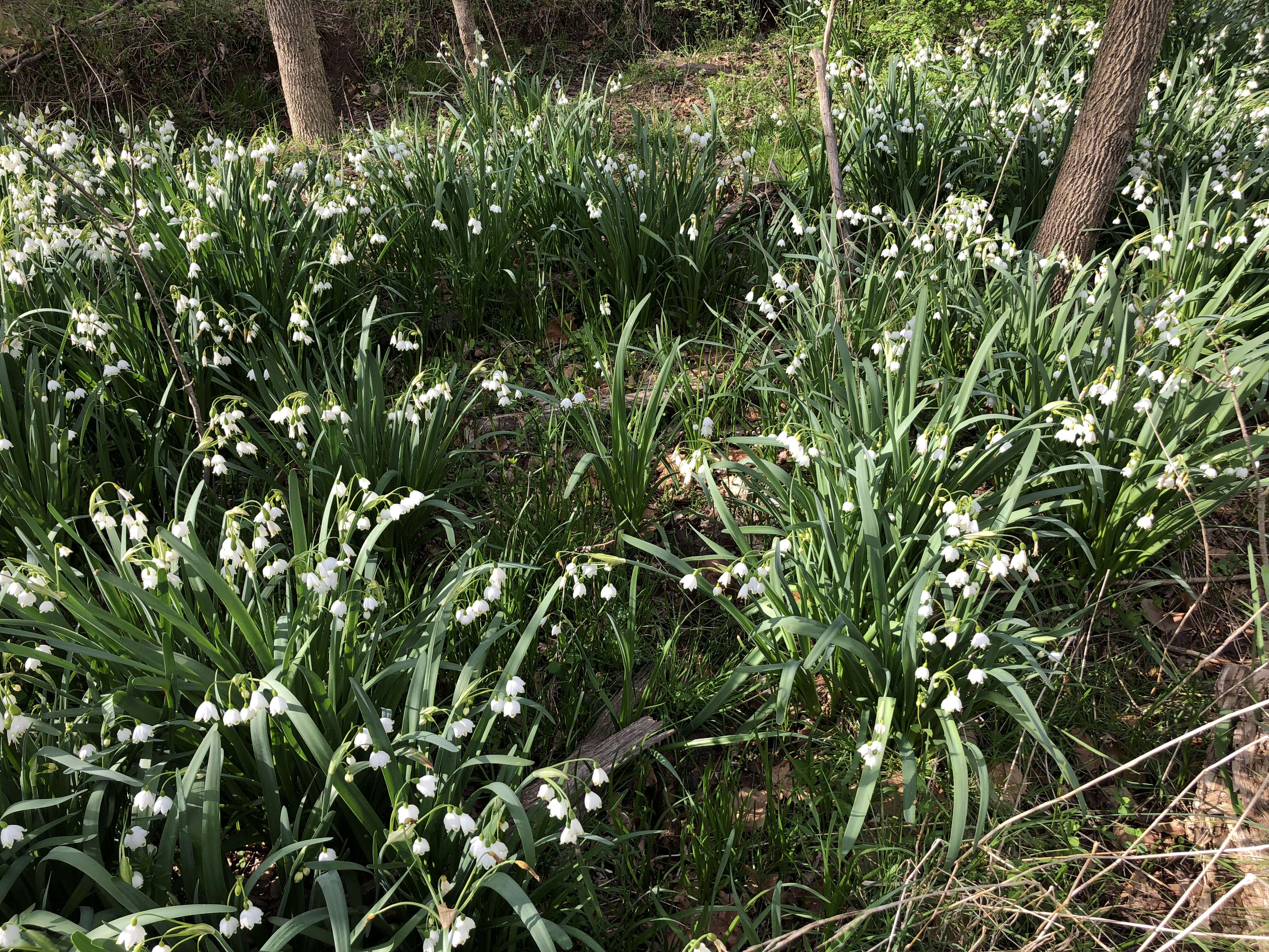 Image of Loddon lily